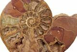 Jurassic, Cut & Polished Ammonite (Half) - Madagascar #191023-1